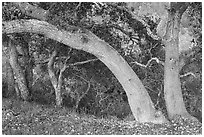 Coast live oaks on edge of canyon. Cotoni-Coast Dairies Unit, California Coastal National Monument, California, USA ( black and white)