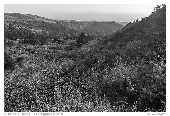 Mix of grasslands, scrublands, woodlands, and forests on hillside slopes. Cotoni-Coast Dairies Unit, California Coastal National Monument, California, USA (black and white)