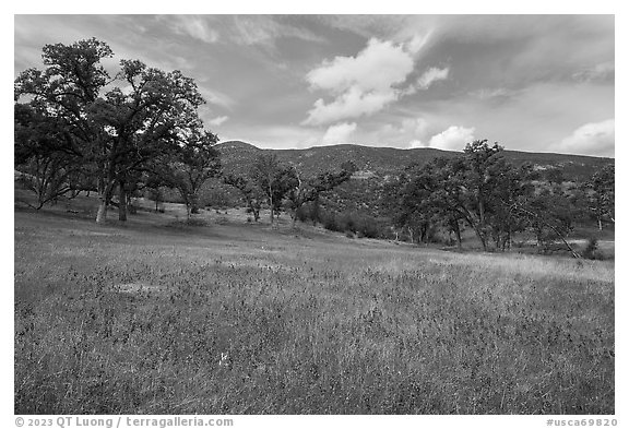 Blue Royal Larkspurs wildflowers in meadow, Zim Zim Creek. Berryessa Snow Mountain National Monument, California, USA (black and white)