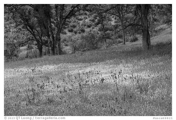 Royal Larkspurs wildflowers and oak trees near Zim Zim Creek. Berryessa Snow Mountain National Monument, California, USA (black and white)