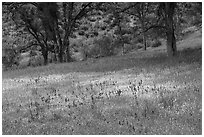 Royal Larkspurs wildflowers and oak trees near Zim Zim Creek. Berryessa Snow Mountain National Monument, California, USA ( black and white)