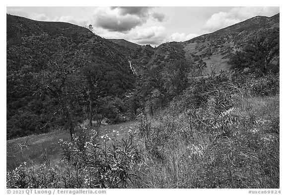 Wildflowers and Zim Zim waeterfall. Berryessa Snow Mountain National Monument, California, USA (black and white)