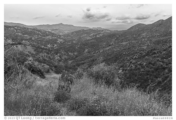 Lupines and Zim Zim valley. Berryessa Snow Mountain National Monument, California, USA (black and white)
