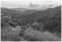 Lupines and Zim Zim valley. Berryessa Snow Mountain National Monument, California, USA ( black and white)