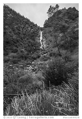 Wildflowers at the base of Zim Zim Fall. Berryessa Snow Mountain National Monument, California, USA (black and white)