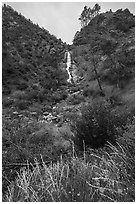 Wildflowers at the base of Zim Zim Fall. Berryessa Snow Mountain National Monument, California, USA ( black and white)