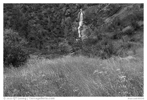 Grassy meadow with wildflowers and Zim Zim waterfall. Berryessa Snow Mountain National Monument, California, USA (black and white)