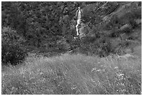 Grassy meadow with wildflowers and Zim Zim waterfall. Berryessa Snow Mountain National Monument, California, USA ( black and white)
