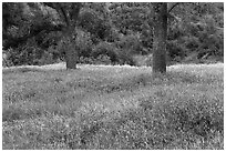 Hairy Vetch and oak trees in meadow. Berryessa Snow Mountain National Monument, California, USA ( black and white)