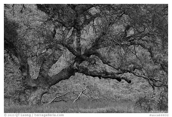 Old oak tree and yellow lupine. Berryessa Snow Mountain National Monument, California, USA (black and white)