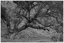 Old oak tree and yellow lupine. Berryessa Snow Mountain National Monument, California, USA ( black and white)