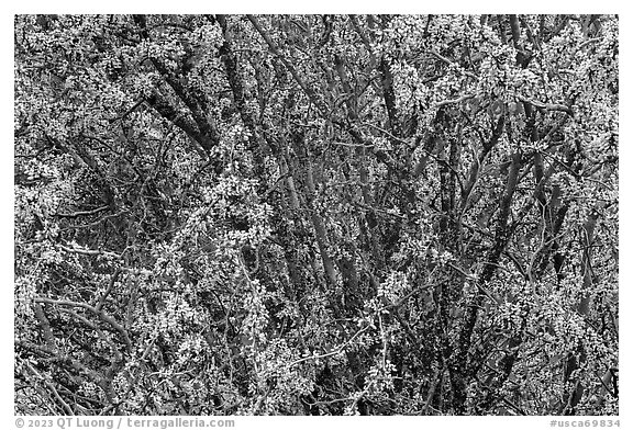 Redbud tree in bloom. Berryessa Snow Mountain National Monument, California, USA (black and white)