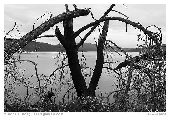 Dead tree on the shore of Indian Valley Reservoir. Berryessa Snow Mountain National Monument, California, USA (black and white)
