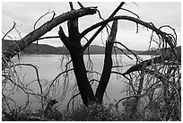 Dead tree on the shore of Indian Valley Reservoir. Berryessa Snow Mountain National Monument, California, USA ( black and white)