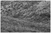 Molok Luyuk Hillsides. Berryessa Snow Mountain National Monument, California, USA ( black and white)
