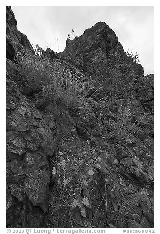 Sunflowers and Signal Rock. Berryessa Snow Mountain National Monument, California, USA (black and white)