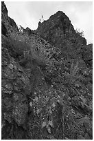Sunflowers and Signal Rock. Berryessa Snow Mountain National Monument, California, USA ( black and white)