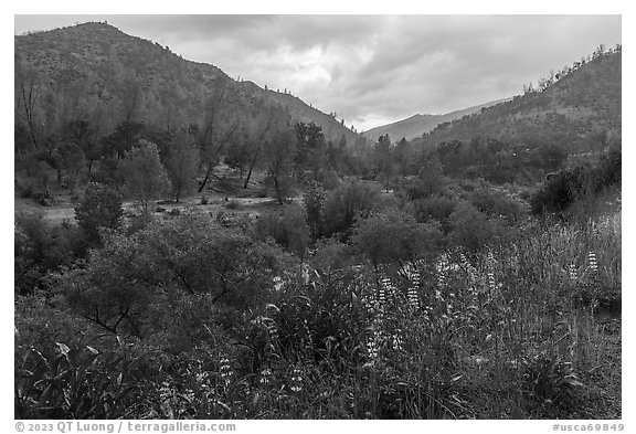 Lupine, Cache Creek Canyon. Berryessa Snow Mountain National Monument, California, USA (black and white)