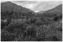 Lupine, Cache Creek Canyon. Berryessa Snow Mountain National Monument, California, USA ( black and white)
