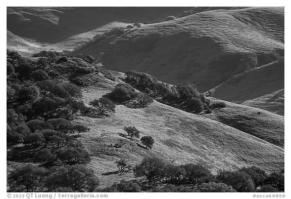 Oak trees and hillsides in the spring. California, USA (black and white)
