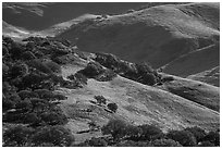 Oak trees and hillsides in the spring. California, USA ( black and white)