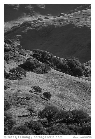 Hillsides in springtime. California, USA (black and white)