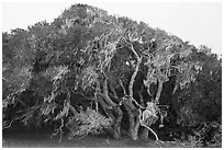 Coast Live oak trees with Spanish Moss near Jerry Smith Corridor. California, USA ( black and white)