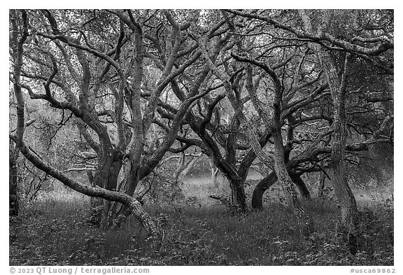 Coast live oak grove. California, USA (black and white)