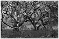 Coast live oak grove. California, USA ( black and white)