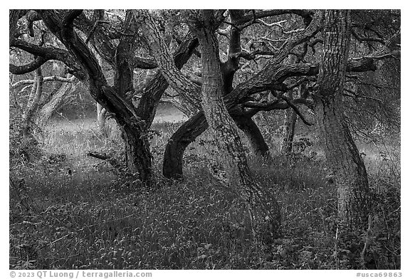 Hobbit forest full of twisted oak. California, USA (black and white)