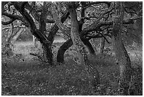 Hobbit forest full of twisted oak. California, USA ( black and white)