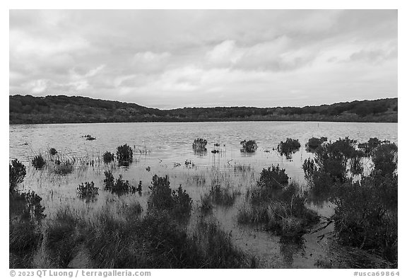 Pond with aquatic plants. California, USA (black and white)