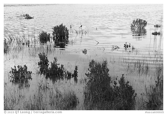 Aquatic plants and bird in pond. California, USA (black and white)