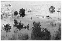 Aquatic plants and bird in pond. California, USA ( black and white)