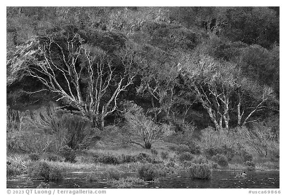 Forest bordering pond. California, USA (black and white)