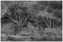 Forest bordering pond. California, USA ( black and white)