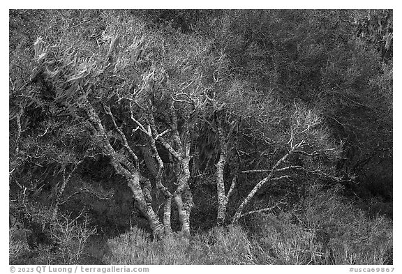 Bare tree in forest. California, USA (black and white)