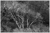 Bare tree in forest. California, USA ( black and white)