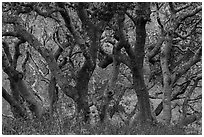 Twisted trunks of coast live oak trees in early spring. California, USA ( black and white)