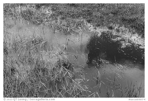 Close-up of pond and grasses. California, USA (black and white)