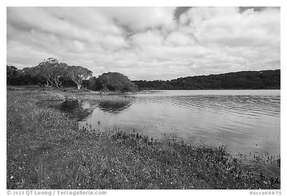 Pond borded by coast live oak trees in the spring. California, USA (black and white)