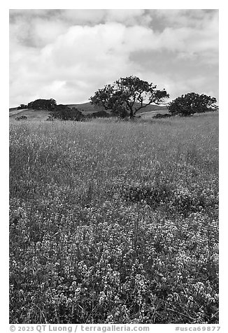 Lupines and oak trees. California, USA (black and white)