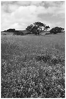 Lupines and oak trees. California, USA ( black and white)