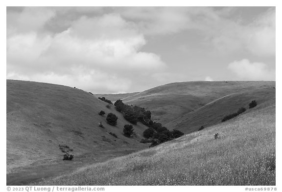 Hills covered with grasses with a few oak trees. California, USA (black and white)