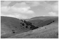 Hills covered with grasses with a few oak trees. California, USA ( black and white)