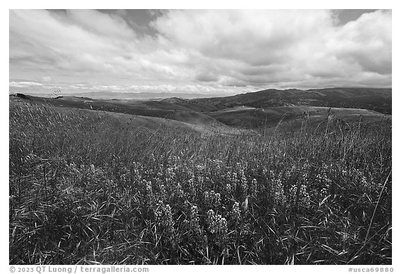 Grasses and lupine on hills. California, USA (black and white)