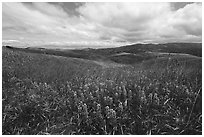 Grasses and lupine on hills. California, USA ( black and white)