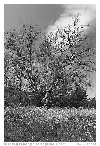 Wildflowers and sycamore trees. California, USA (black and white)