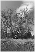 Wildflowers and sycamore trees. California, USA ( black and white)