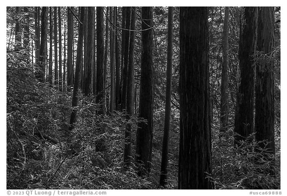 Dense redwood trees grove. Cotoni-Coast Dairies Unit, California Coastal National Monument, California, USA (black and white)